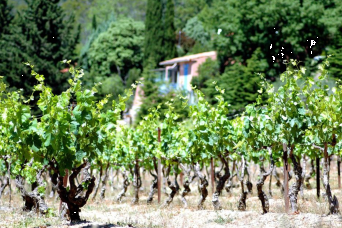 Excursion viticole à Séville d'une demi-journée