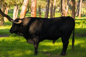 Ferme d'élevage de taureaux : visite guidée d'une demi-journée