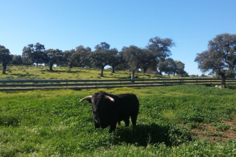 Visite guidée d'un élevage de Toros à Séville