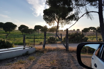 Visite d'un élevage de Toros à Séville guidée 