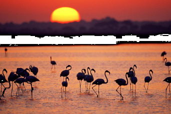 Route 4×4 à travers le nord de Doñana depuis El Rocio