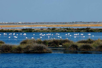 Route 4×4 à travers le nord de Doñana day experience