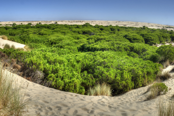 visitez Route 4×4 à travers le nord de Doñana 