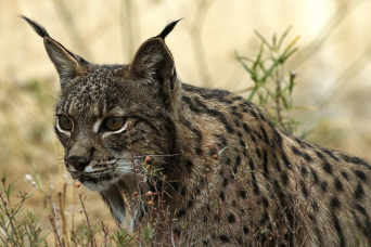 Explorez la route 4×4 à travers le nord de Doñana