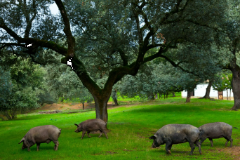 Tour du cochon ibérique dans la Sierra au départ de Huelva