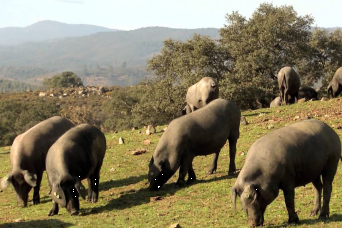 Tour du cochon ibérique dans la Sierra visite guidée