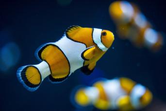 142 - Tour en bus hop on hop off avec billet oceanario
