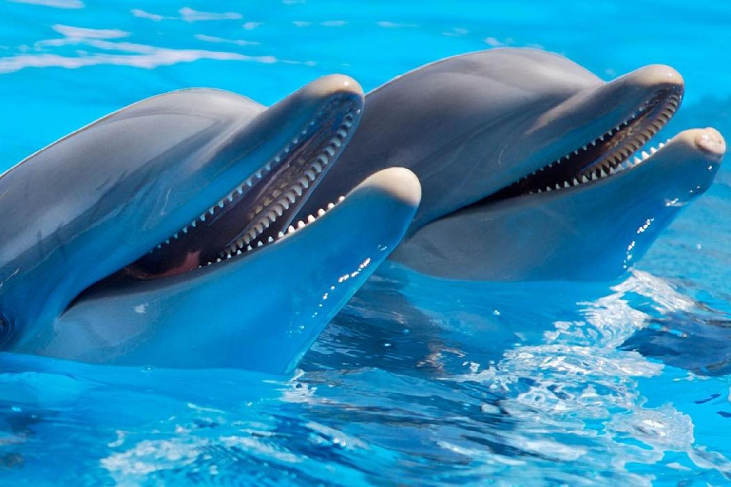 Dubai Dolphinarium Ticket