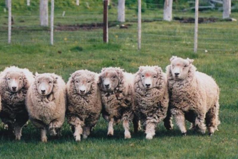 el-galpon-ranch-tour-dinner-4