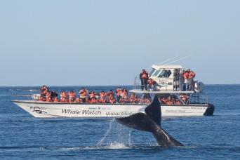 Puerto Madryn and Whale Watching Tour