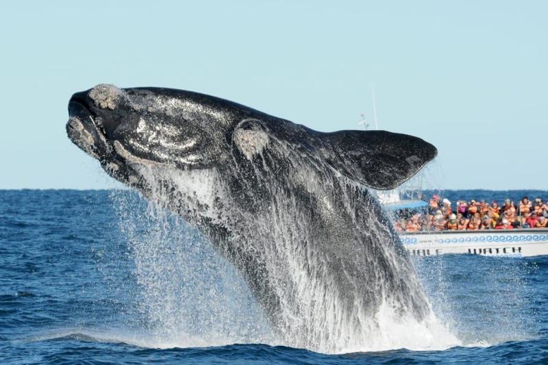 puerto-madryn-and-whale-watching-tour-2