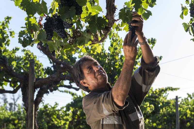 santa-rita-vineyard-from-santiago-4