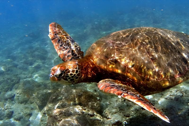 snorkeling-to-motu-nui-on-easter-island-2