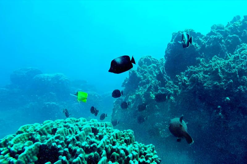 snorkeling-to-motu-nui-on-easter-island-3