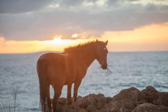 Ancestral Horse Ride on Easter Island