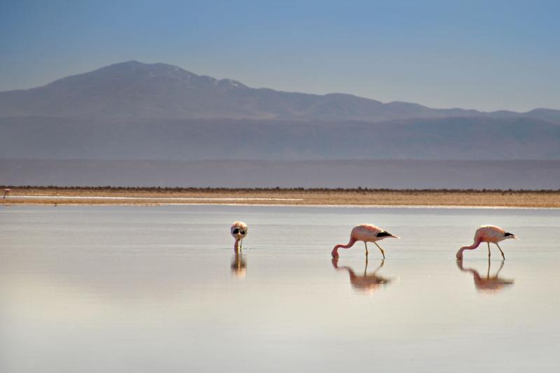 piedras-rojas-miscanti-miniques-chaxa-salar-4