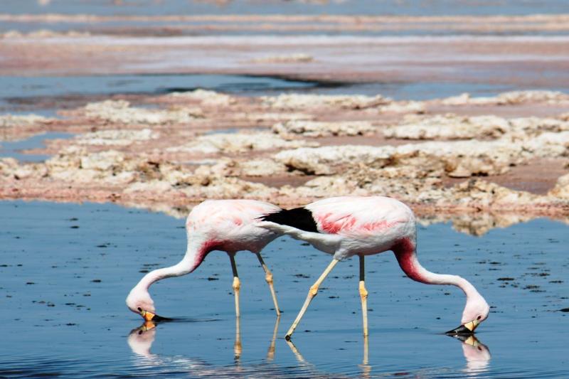 salar-de-atacama-toconao-oasis-and-salt-in-san-p-2
