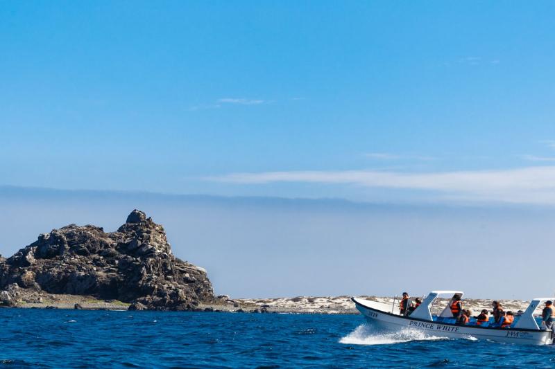 isla-damas-pinguinos-de-humboldt-marine-safari-f-1