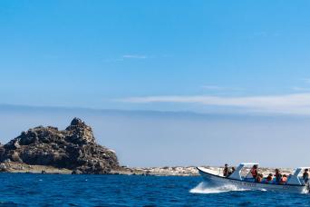 Isla Damas & Pingüinos de Humboldt Marine Safari f