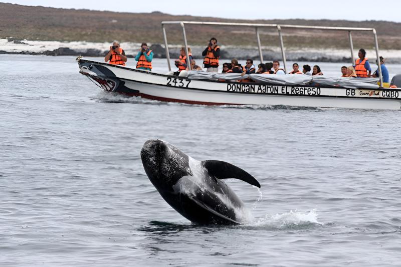isla-damas-pinguinos-de-humboldt-marine-safari-f-2