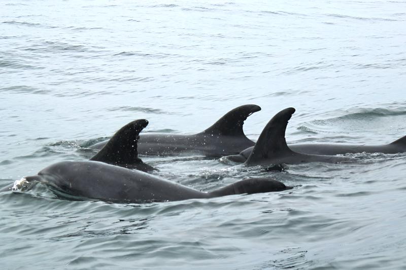isla-damas-pinguinos-de-humboldt-marine-safari-f-4
