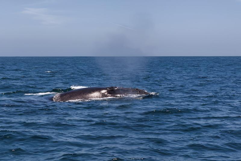 whale-watching-on-chanaral-island-from-la-serena-1