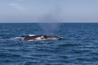 Whale Watching on Chañaral Island from La Serena