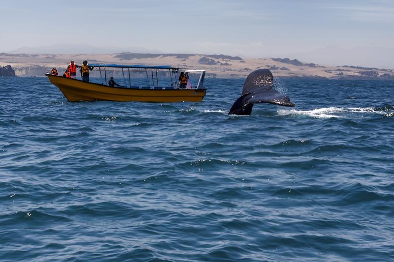 whale-watching-on-chanaral-island-from-la-serena-2