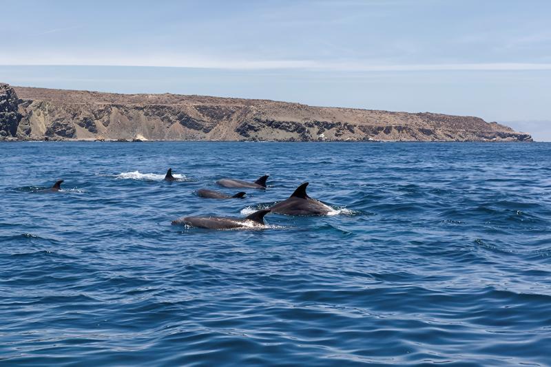 whale-watching-on-chanaral-island-from-la-serena-3