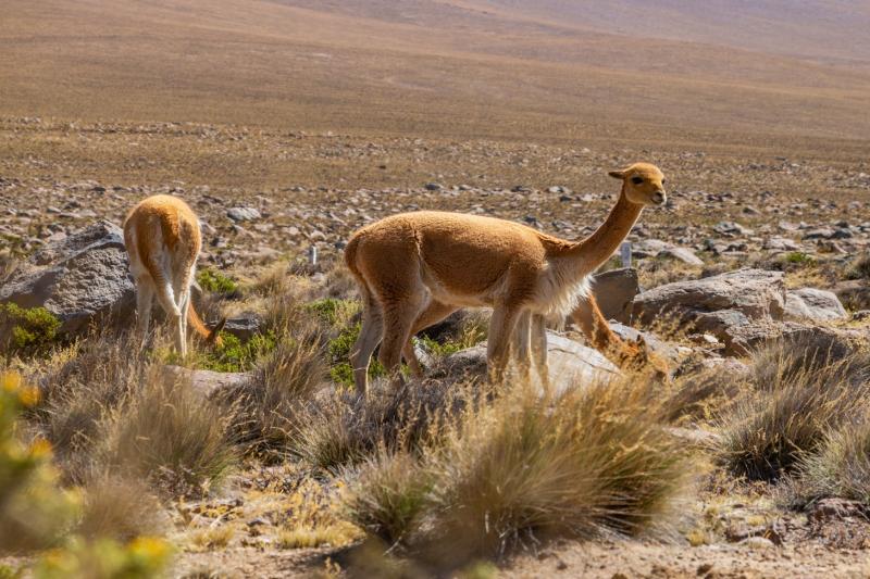 colca-canyon-classic-tour-with-transfer-to-puno-4