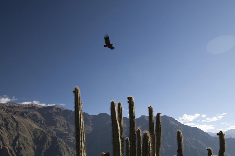 colca-canyon-classic-tour-with-transfer-to-puno-8
