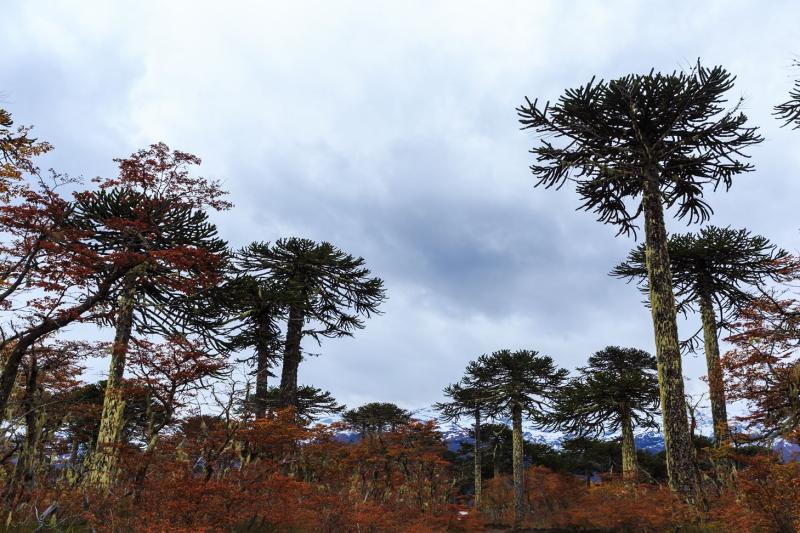 trek-to-conguillio-national-park-from-pucon-4