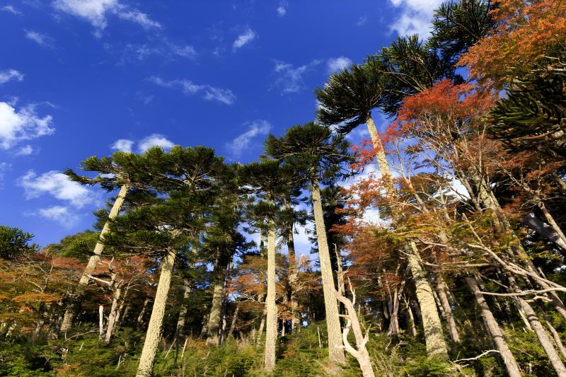 trek-to-huerquehue-national-park-from-pucon-2