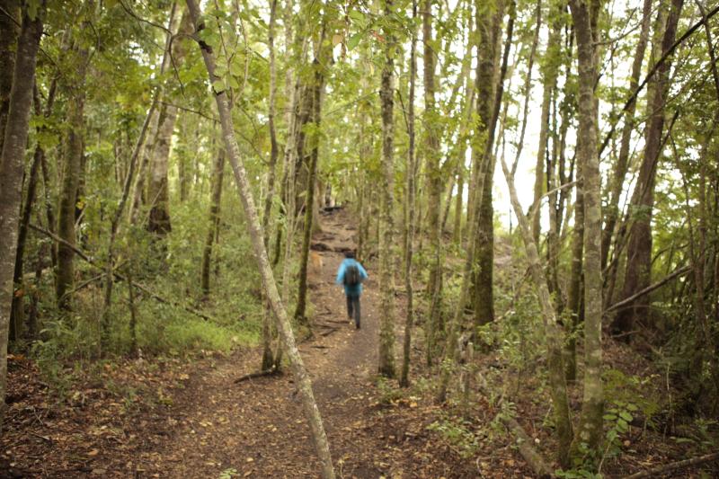 huilo-huilo-biological-reserve-from-pucon-2