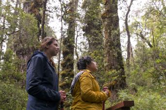 Trek to National Park Alerce Costero in Valdivia