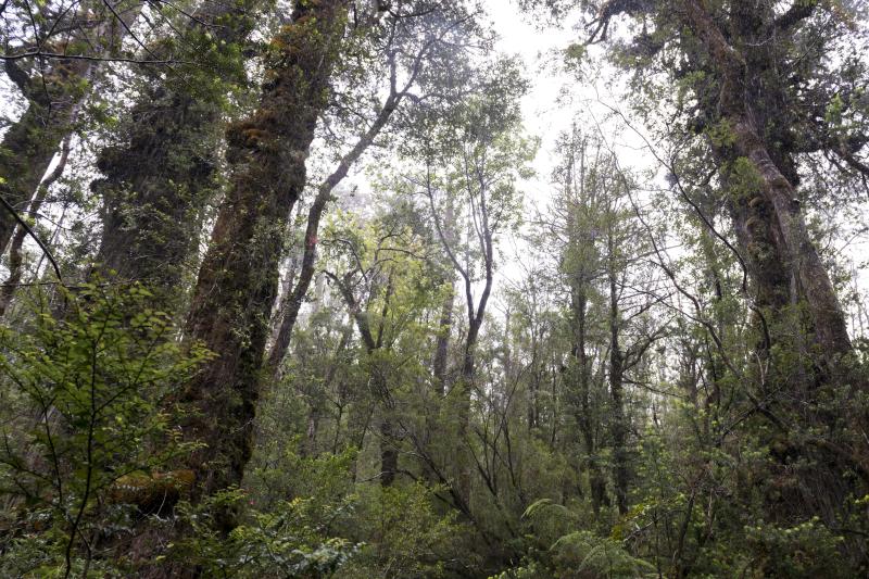 trek-to-national-park-alerce-costero-in-valdivia-3