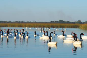 Punucapa Navigation & Natural Sanctuary in Valdivi