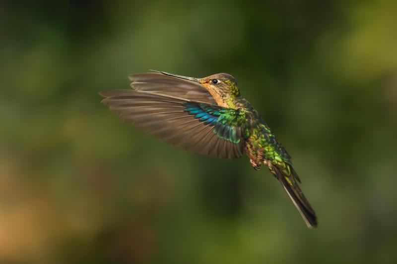 abra-malaga-birdwatching-from-ollantaytambo-2