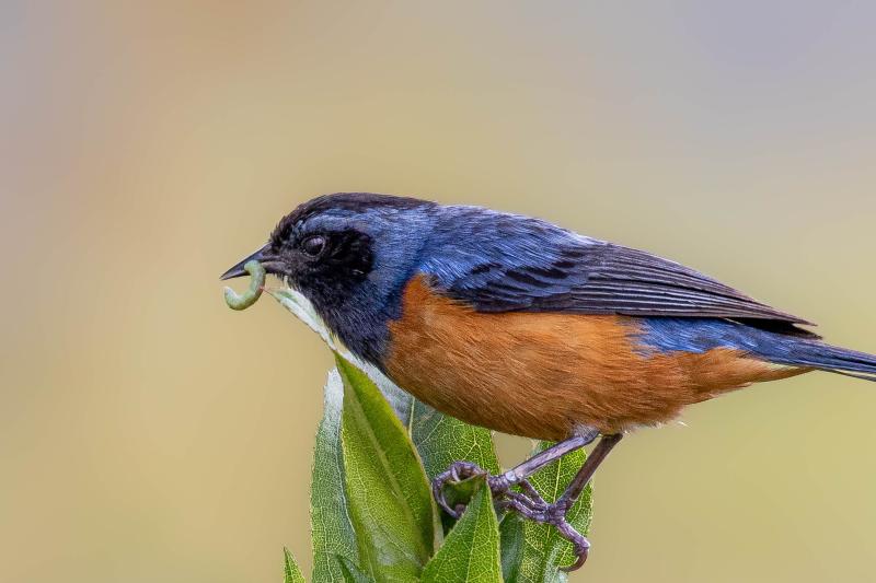 abra-malaga-birdwatching-from-ollantaytambo-3
