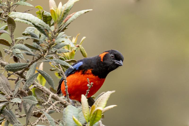 abra-malaga-birdwatching-from-ollantaytambo-7