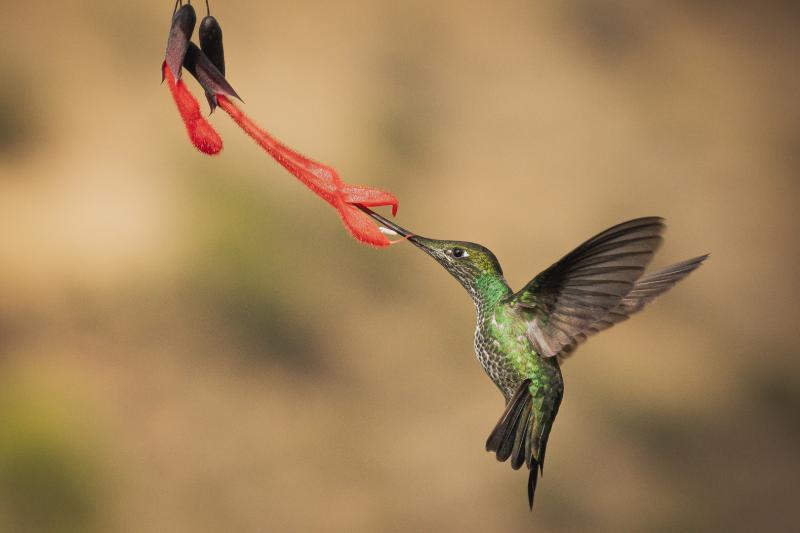 abra-malaga-birdwatching-from-ollantaytambo-8