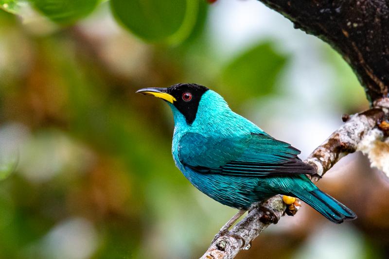 abra-malaga-birdwatching-from-ollantaytambo-9