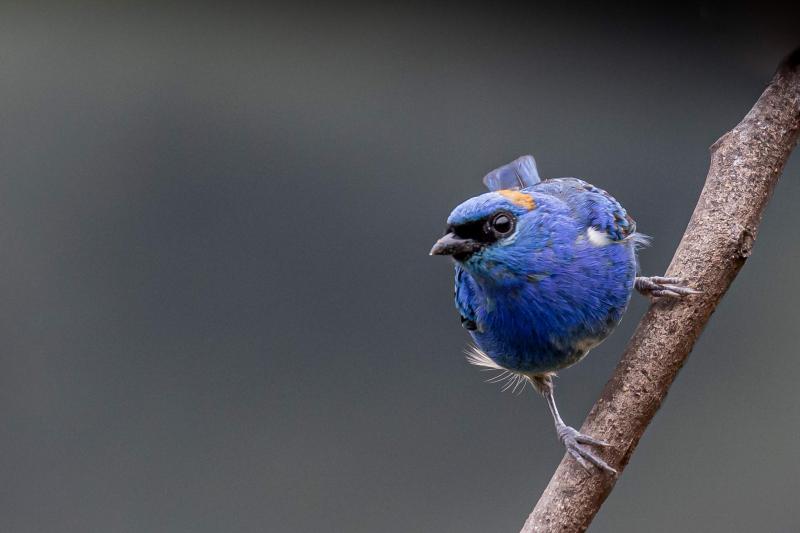 machu-picchu-birding-tour-from-ollantaytambo-5