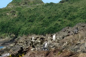 Discover Ancud & Puñihuil Penguin Colony