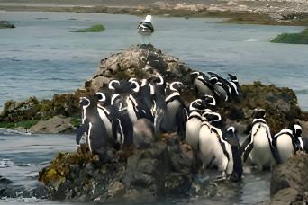 Penguin Adventure in Puñihuil Bay Ancud from Castr