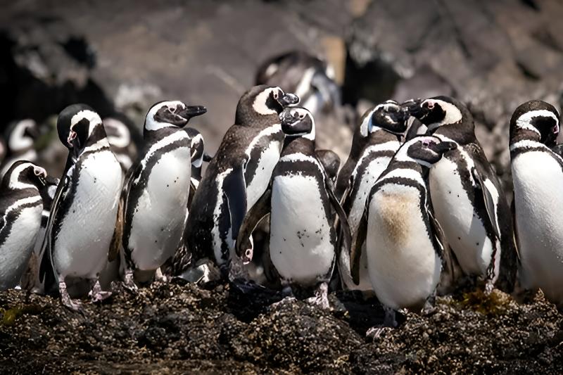 penguin-adventure-in-punihuil-bay-ancud-from-castr-2