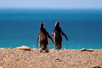 4-Day Puerto Madryn Tour
