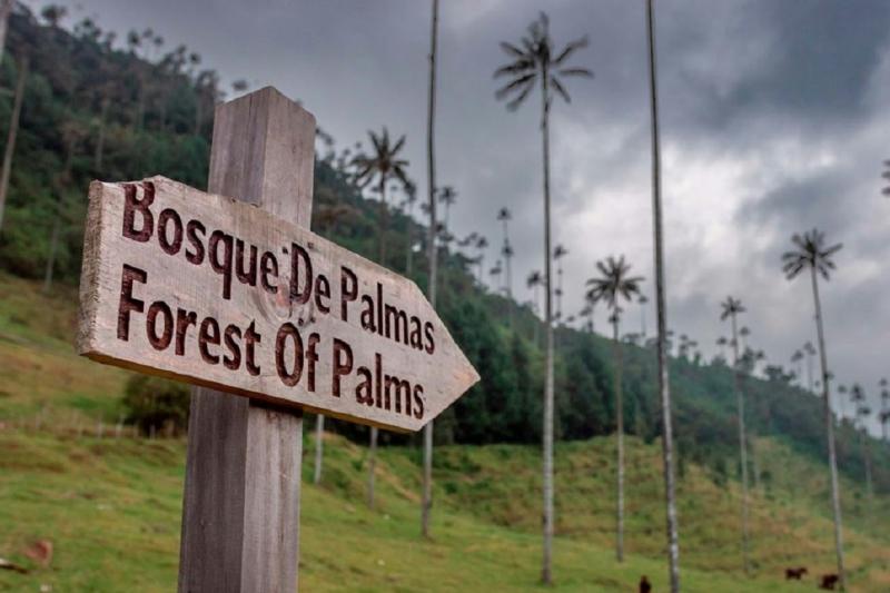 filandia-salento-and-cocora-valley-tour-from-arme-4