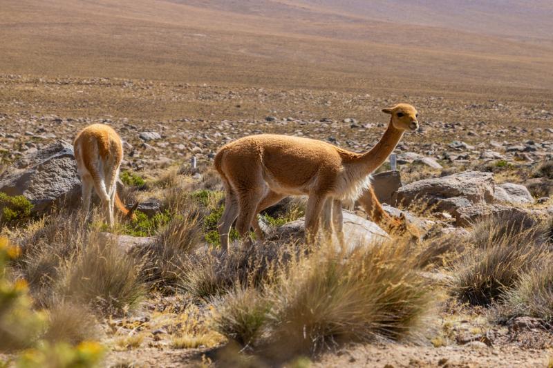 2-day-colca-canyon-classic-tour-coporaque-3