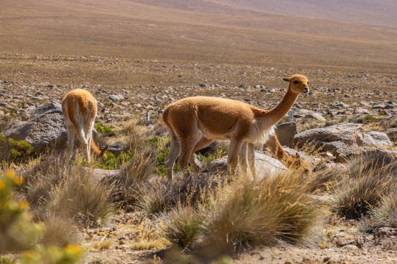 2-day-colca-canyon-classic-tour-transfer-to-puno-4